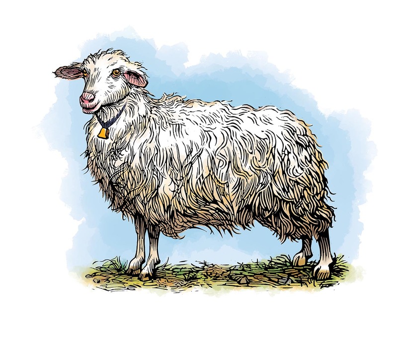 sarda sheep.jpg
